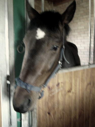 Wpis horses07