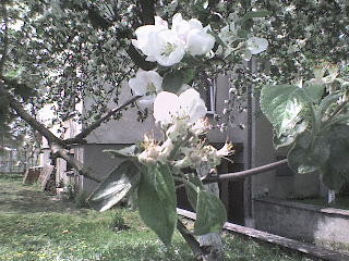 Wpis syla205