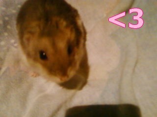 :* Pusia