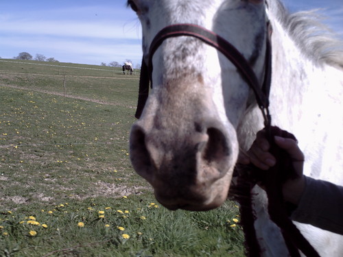 Wpis caballo15