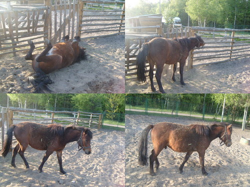small horse