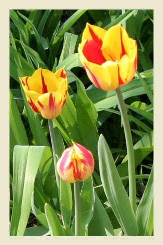 Tulipanki