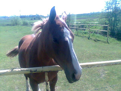 Konik D: