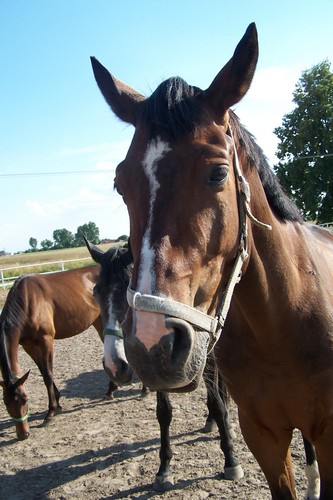 Leo ;*