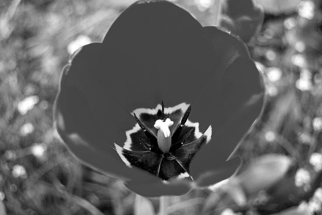 pan tulipan