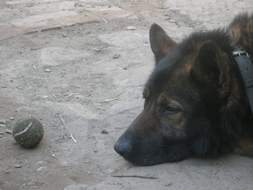 Hektorek:)