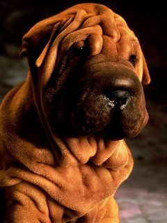 Ffel XD