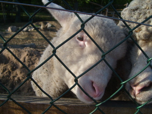 bAraNek :)