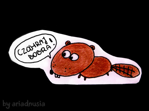 Czochraj bobra