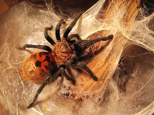 Chromatopelma cyaneopubescens