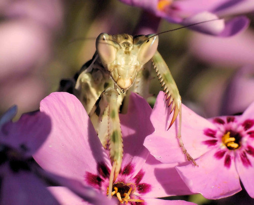 Creobroter pictipennis