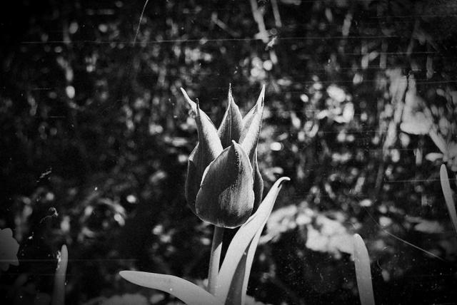 tulipany tulipany
