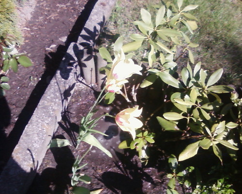 Tulipanek:*