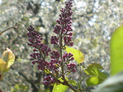 bEziK