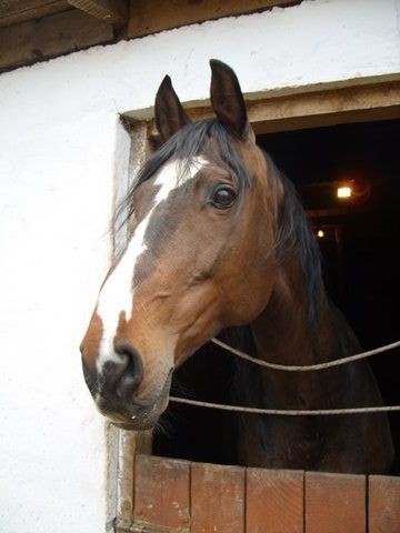 ogierek ^^