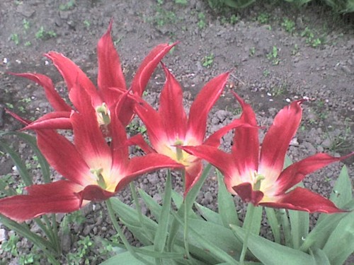 tulipany