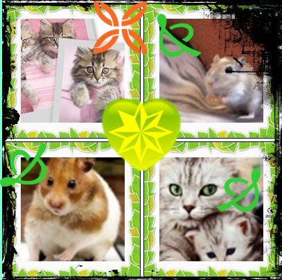 kotki i chomiczek :*:*