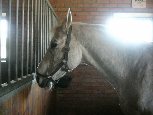 Wpis horses07