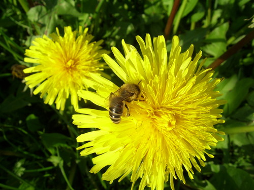----mleczyk.. pierwszy .....