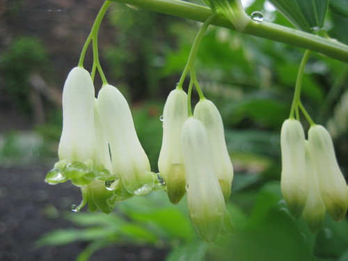 .Deszczowe.
