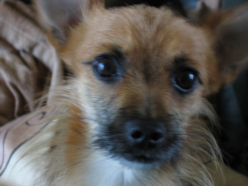 Znow foxiu