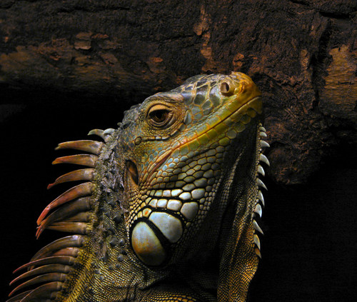 Wpis iguana1985