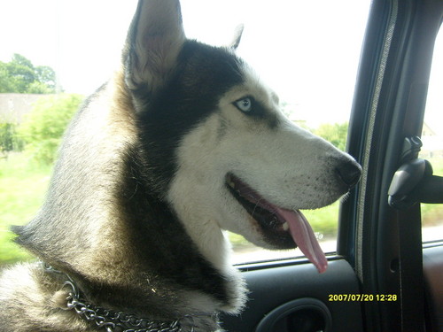 Syberian Husky
