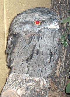 Paszczak australijski