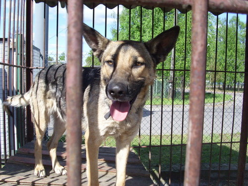 Dorusia:*
