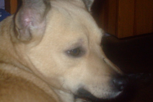 Wpis piessonia