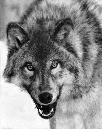 CANIS LUPUS