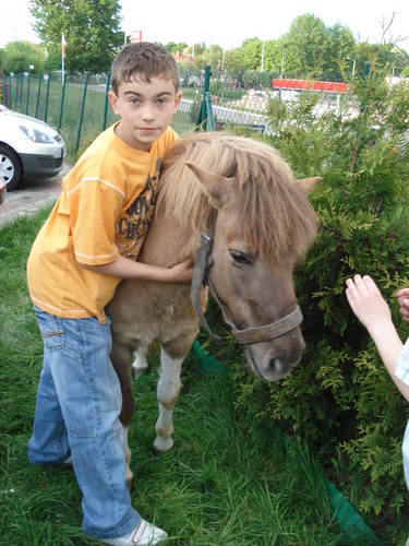 konik ;p