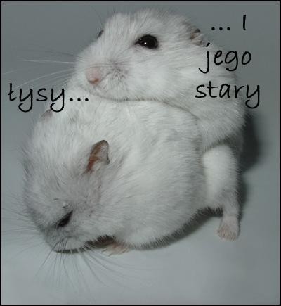 Wpis twojastarawlesie