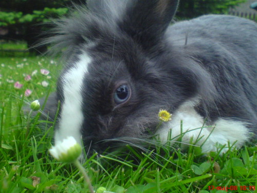 My rabbit...