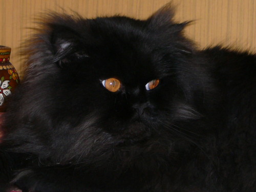 Wpis max2005