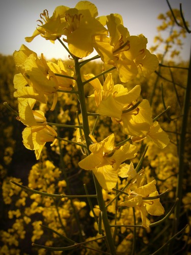 Wpis lamusia
