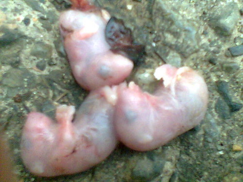 Wpis stokrotka14meduza13