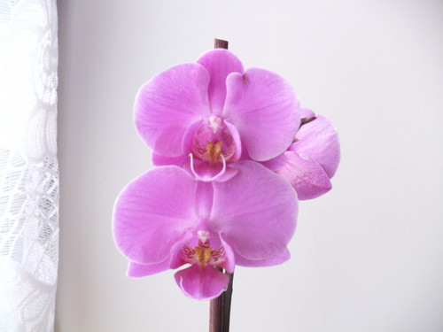 Orchidea