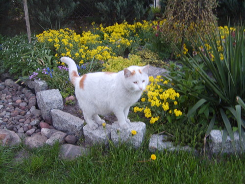 Wpis mamutek2003