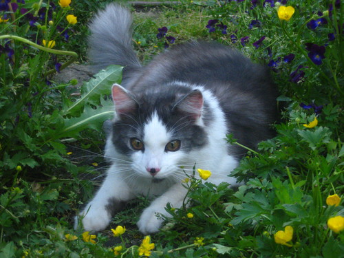 .Hello My Kitty.