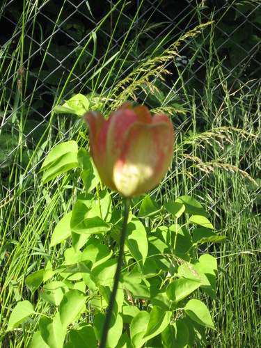 Tulipanek...