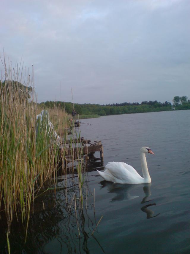 Wpis bogdan195