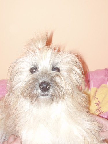 Karu