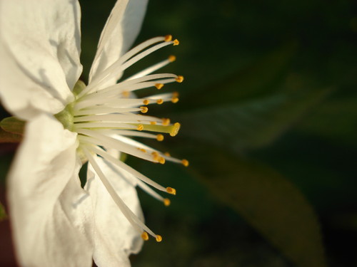 blossom