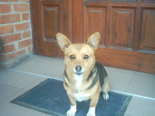 Pereka