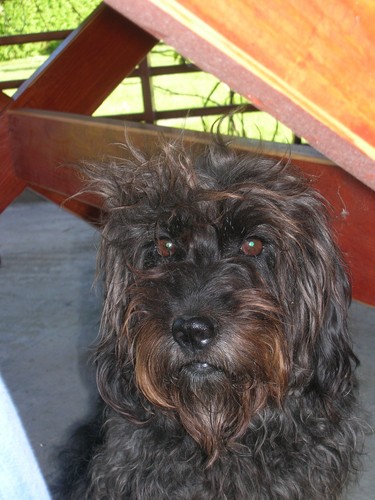 mj kochany piesek:):)