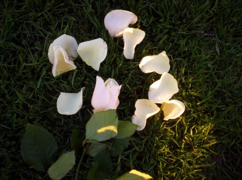 .rosa.
