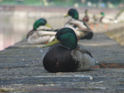 Anas platyrhynchos