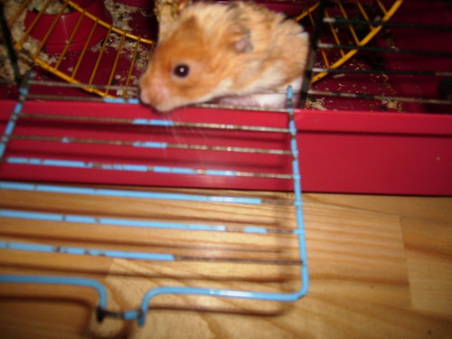 Chomik