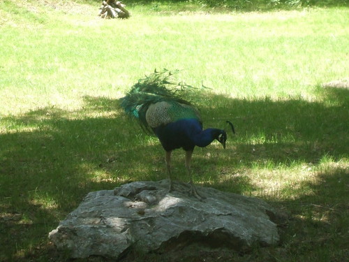 Zoo